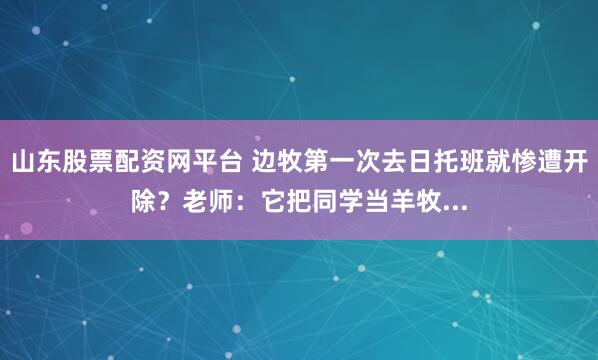 山东股票配资网平台 边牧第一次去日托班就惨遭开除？老师：它把同学当羊牧...