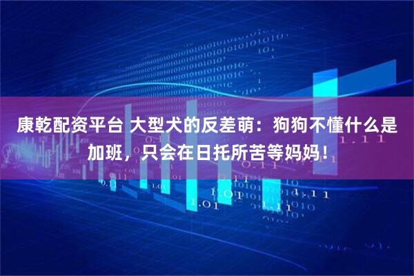 康乾配资平台 大型犬的反差萌：狗狗不懂什么是加班，只会在日托所苦等妈妈！